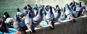 Today, birds of prey can provide green bird control option for control of pigeon and gulls. Bird Deterrent And Bird Control In London Jg Pest Control