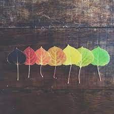 Aspen Leaves Google Search Aspen Trees Tattoo Leaf Art Tree Tattoo