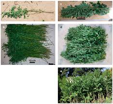 Image result for Indigofera mendonçae