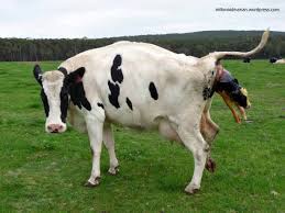 Sbb tu la jugak, sapi senang2 amek kredit lembu. Susu Murni Tahan Berapa Hari Di Kulkas Dunia Sapi