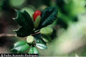 Image result for Trichilia