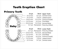 Dental Chart With Teeth Numbers Diagram Of Tooth Numbering