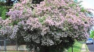 Fast Growing Beauty Bush Youtube