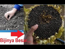 Perkebunan bunga matahari lokal di kabupaten blitar, provinsi jawa timur, didirikan sejak 2003. Bunga Matahari Biji Besar Tanam Sampai Dipanen Youtube