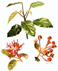 Image result for Kyllinga robinsoniana