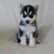While we like to keep our puppies reasonable priced we have also gone. Pin By Jason Seven On Smile Siberian Husky Puppies Puppy Adoption Husky