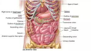 This pain is just annoying as its not as bad to prevent me from moving or do stuff, but it is very upsetting to have to. What Is On Your Left Side Under Your Ribs Quora