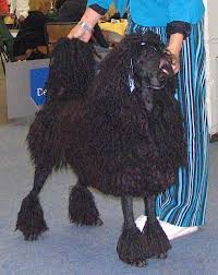 Collection by linda myers • last updated 8 weeks ago. Datei Corded Standard Poodle Black Jpg Wikipedia
