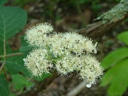 Diese neue hortensie veredelt von jean renault, ist außergewöhnlich wegen ihrer reichlichen und langlebige blüten.: Hortensien Wikipedia