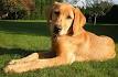 Golden Labrador Puppies For Sale - Golden Labs ...