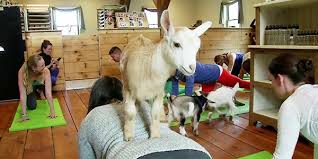 Maybe you would like to learn more about one of these? Goats Yoga And Fall Prevention For Youth Workers Nc State Industry Expansion Solutions