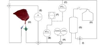 Schematic Flow Chart Of The Perfusion System A Perfusion