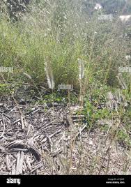 Image result for Dichanthium sericeum