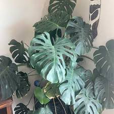Image result for Monstera