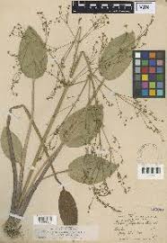 Image result for Limnophyton angolense