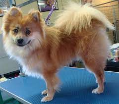Pin On Pom Chi Dogs