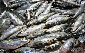 Parece mentira mas já estamos outra vez em junho e a festejar os santos populares. Pescadores Concentram Apanha Da Sardinha Antes Dos Santos Populares Agricultura E Pescas Jornal De Negocios