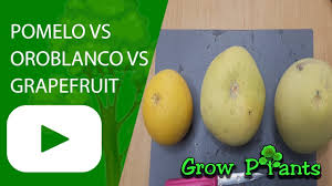 Similar in taste to a sweet grapefruit, the pomelo is commonly consumed and used for festive occasions throughout southeast asia. Pomelo Vs Oroblanco Vs Grapefruit Youtube