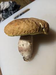 Image result for Boletus separans