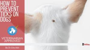 For example, large dogs often suffer milder symptoms than smaller dogs do following a bite, as they have more body mass and blood volume. Black Widow Bites In Dogs Sitstay