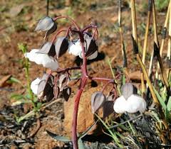 Image result for Trichodesma physaloides