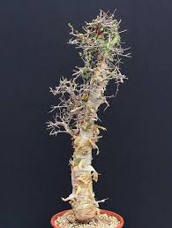 Image result for Commiphora kua