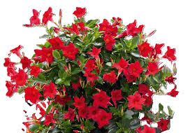 Image result for mandevilla obrázek