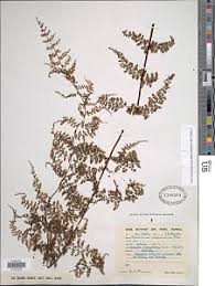 Image result for Asplenium abyssinicum