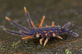 Acanthanura Springtail Springtails Bugs And Insects Insects