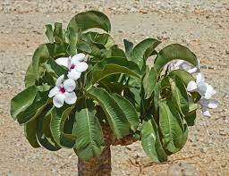 Image result for Adenium boehmianum