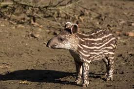Tapier arbejder for at fremme tatovørers og pierceres interesser i forhold til marked, myndigheder og samfund, og vil deltage i den offentlige debat. Gabriela The South American Tapir Or Lowland Tapir Tapirus Terrestris
