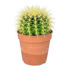 Echinocactus grusonii golden barrel cactus. Echinocactus Grusonii Golden Barrel Cactus Golden Barrel Cactus Barrel Cactus Echinocactus Grusonii