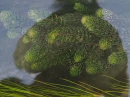 Image result for Ceratophyllum demersum