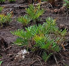 Image result for Acrostichum aureum