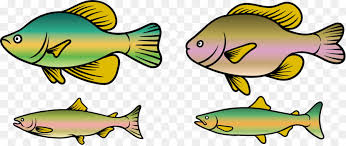We did not find results for: Ikan Trout Pelangi Ikan Men Download Gambar Png