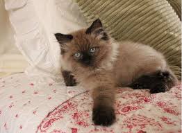 Click here for more pictures of india. Ragdoll Kittens For Sale Denver Colorado