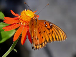 Image result for Afrosolen setifolius