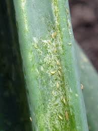 Image result for Onion Thrips