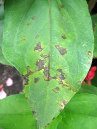 Stalks often have a brown to black pith. What S Wrong With My Plant Garden University Of Minnesota Extension