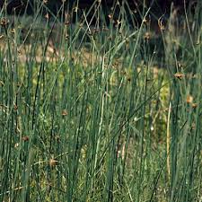 Image result for Scepocarpus trinervis