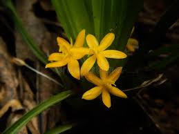 Image result for Curculigo pilosa