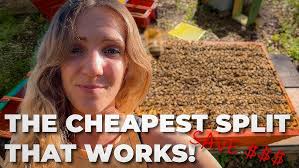 Bee Hive 2017 Evening Vertical Bearding To Cool Off