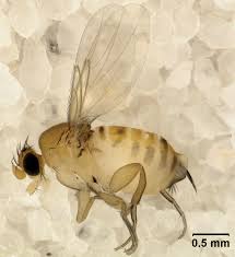 Essentially, if a honey bee feels that you are threatening their queen, they will attack you. Apocephalus Borealis Wikipedia