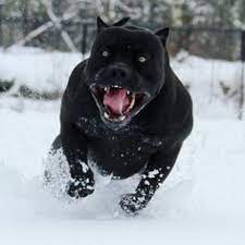 Maybe you would like to learn more about one of these? Die 73 Besten Ideen Zu Pitbull Welpen Pitbull Welpen Pitbull Hunde