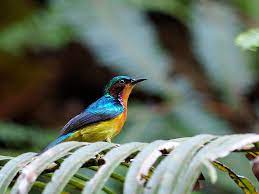 Download Suara Burung Kolibri Ninja Indah Dan Cara Perawatannya Abahtani