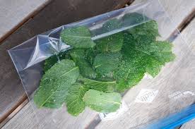 Comment Conserver Et Utiliser La Menthe Fraiche Du Potager
