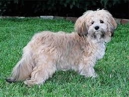 Shichon Dog Breed Goldenacresdogs Com