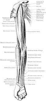 Arm muscle diagram arm muscular system german diagram photographic print. Front View Of Arm Muscles Clipart Etc