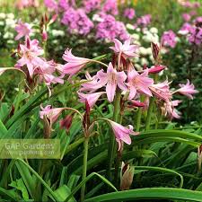Image result for Crinum moorei