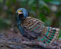 Image result for Tridactyle virgula